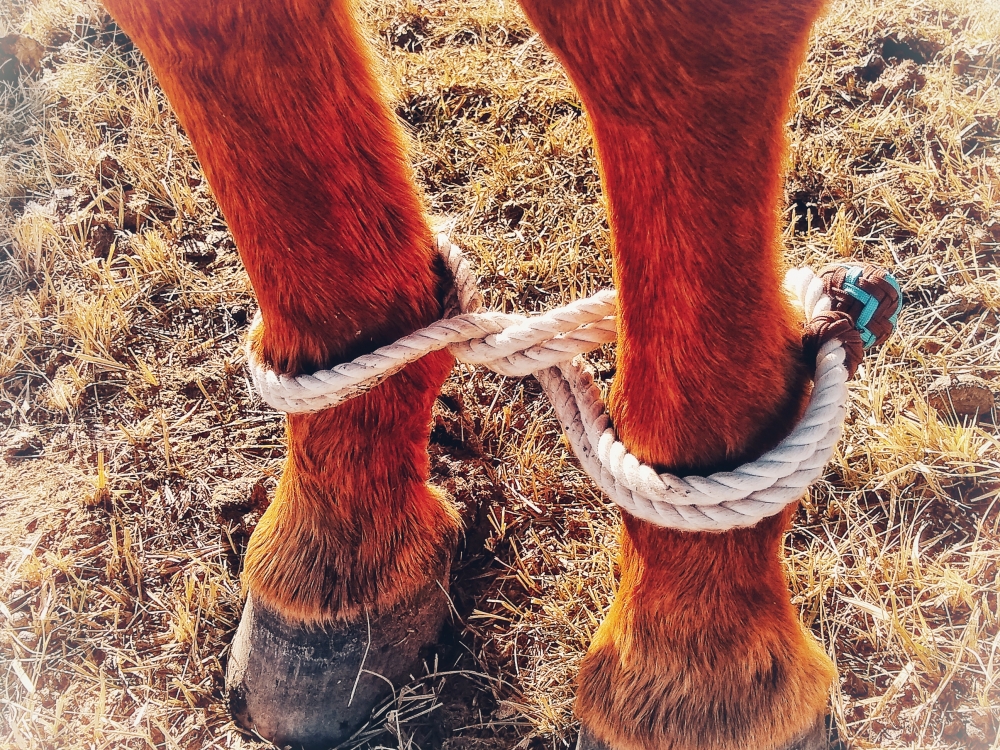 Hand Made Cotton Horse Hobbles Broomtail Design