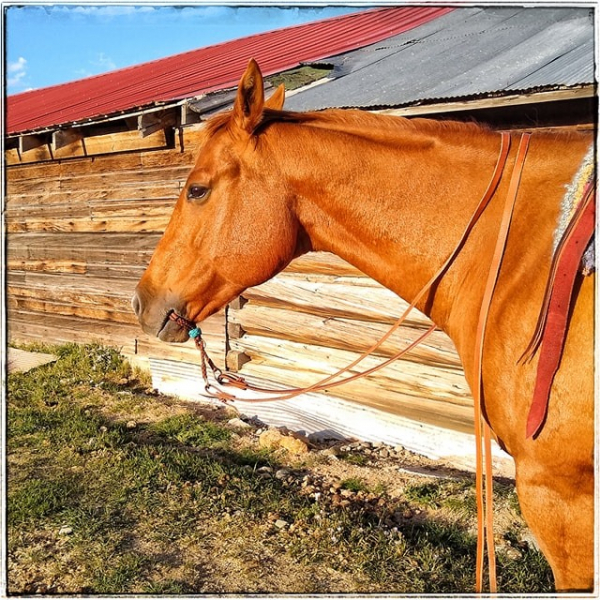 Cedar Modeling War Bridle with out tie on cord