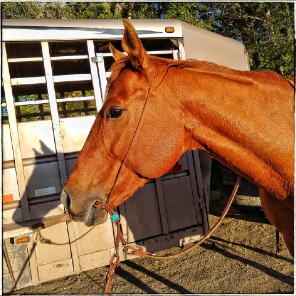 Cedar Modeling War Bridle with tie on cord