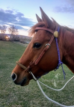 Loping Hackamore