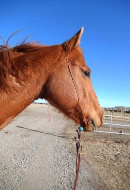 Personal warbridle