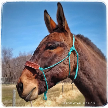 Stiff Rope Halter