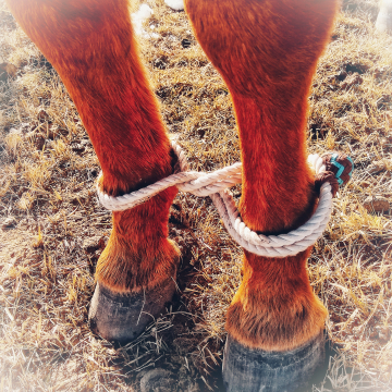 Cowboy Hobbles - Blaze Orange